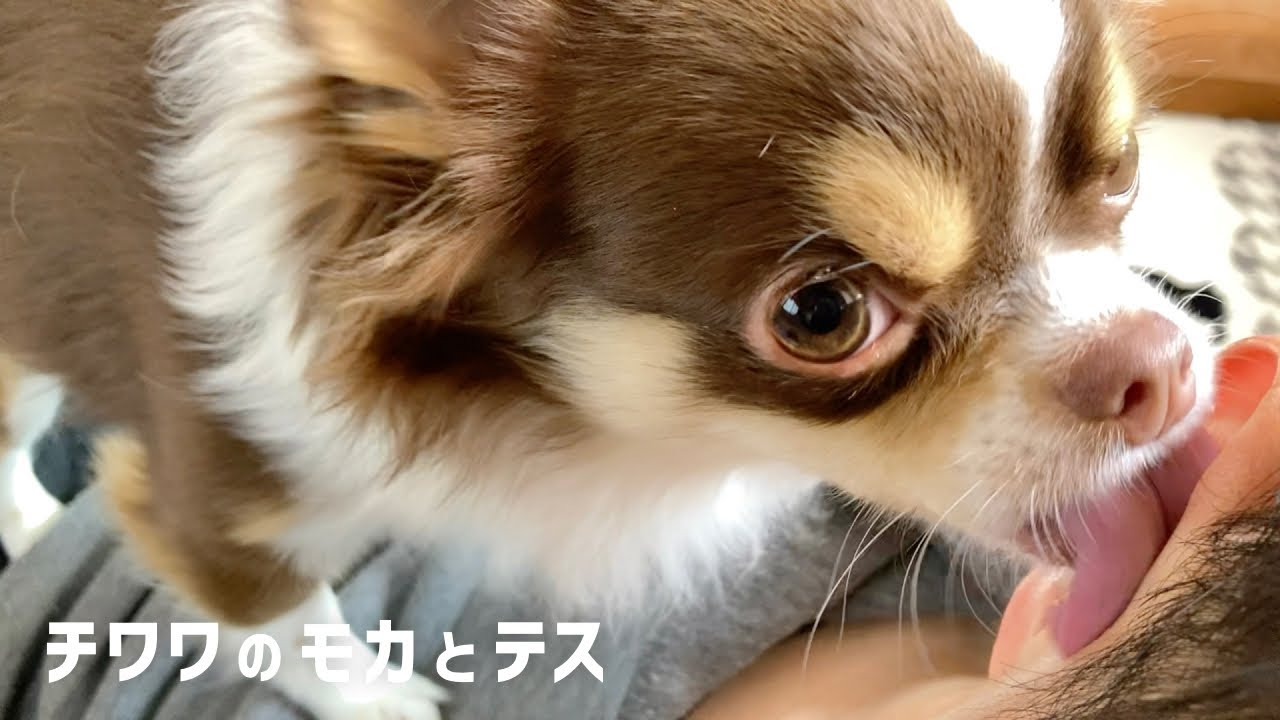 【直ASMR】飼い主の耳ペロペロ攻撃するチワワ犬