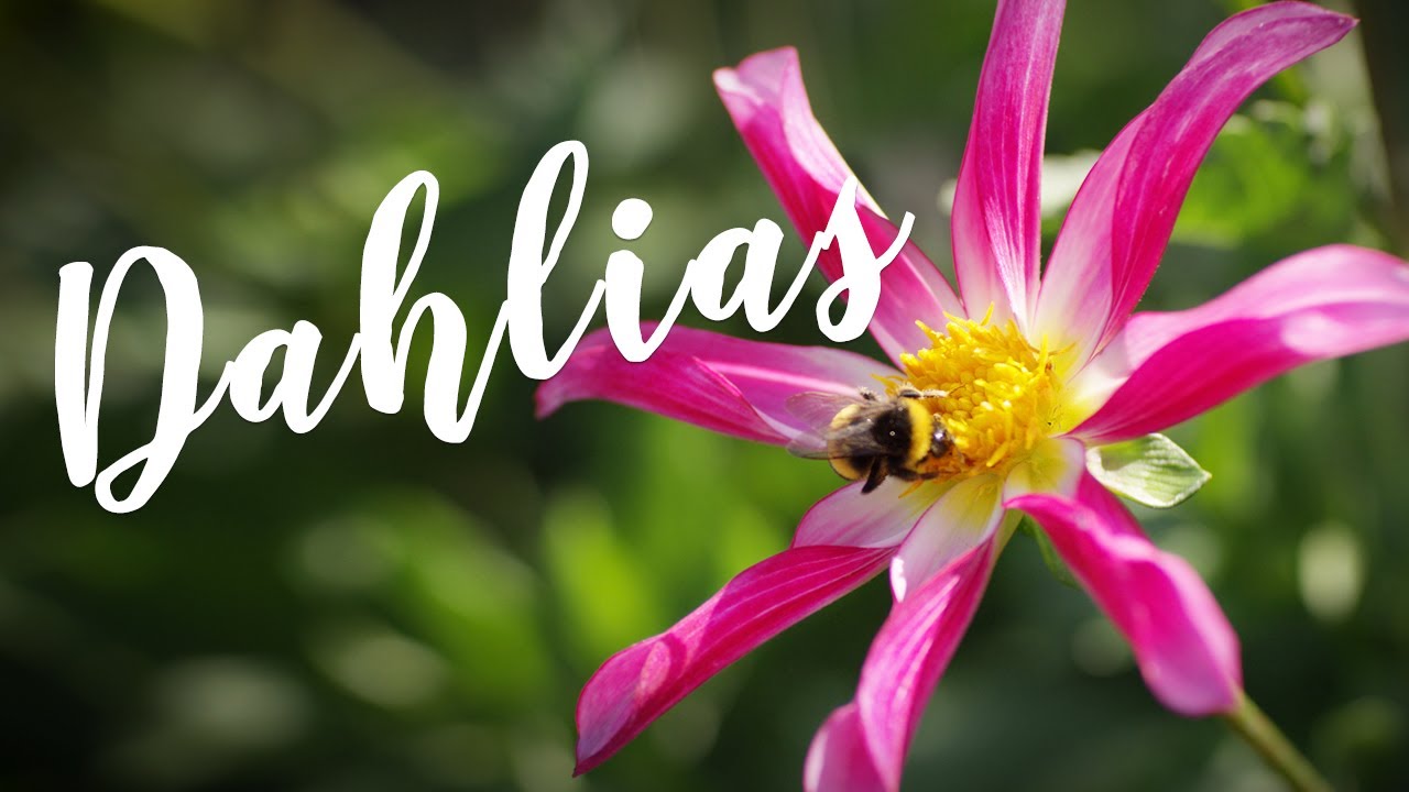 Plant of the Moment- Dahlias | Hampton Court Palace