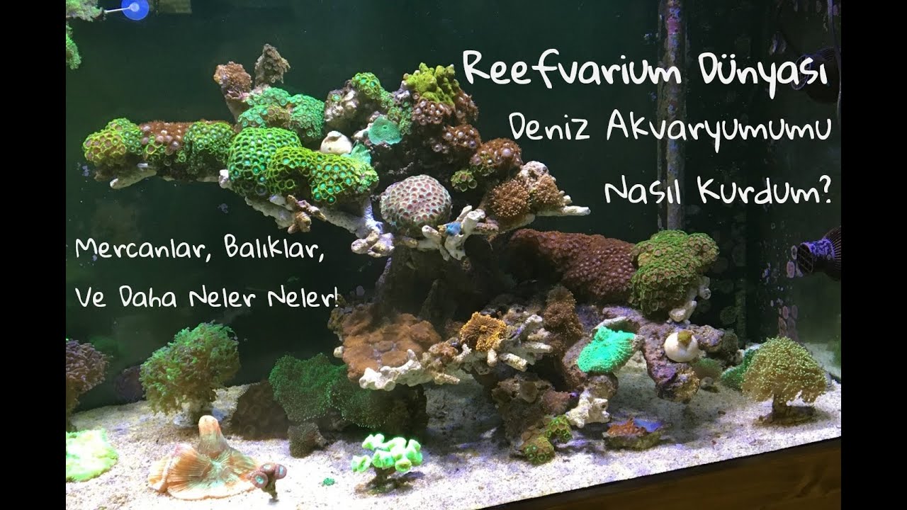 Deniz Akvaryumu Maceramız Nasıl Başladı? Mercanlar Balıklar ve Daha Fazlası - Reefvarium Dünyamız