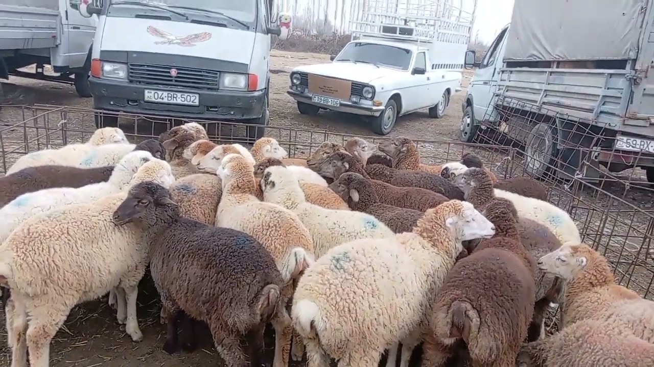Berde qoyun bazarı 14.03.2025 0505717157