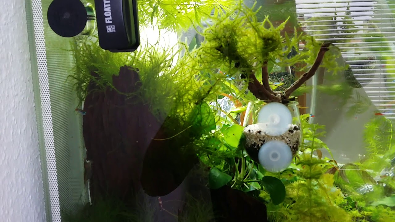Fluval Flex 123 L Standzeit 3 Monate