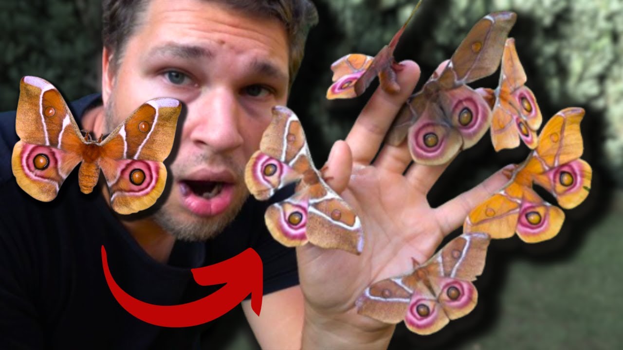 HOW To BREED: Madagascar Bullseye Silkmoths! - Antherina suraka (Giant pet moths!) - MothCycles