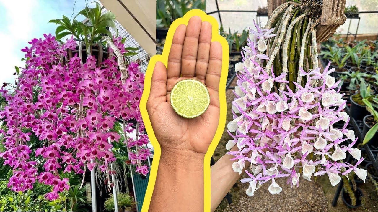 O LIMÃO RECUPERA E FAZ QUALQUER ORQUÍDEAS TER CACHOS DE FLORES DESSA FORMA FÁCIL