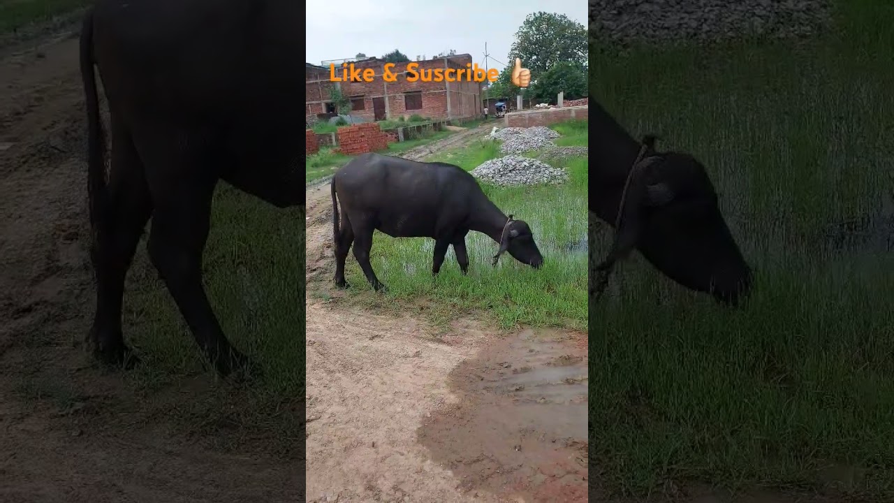 Buffalo pet animals 