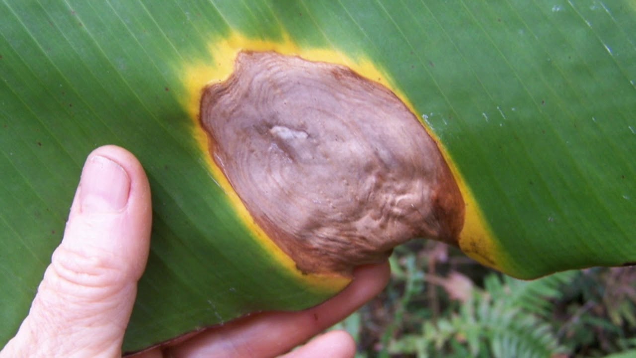 Common Diseases of Banana and their management