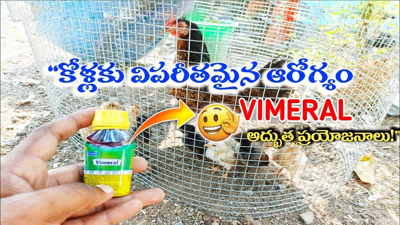 vimeral telugu | కోడి పిల్లలు వీక్ గా అయ్యి చనిపోతున్నాయ | how to use vimral in telugu | ajayadithya