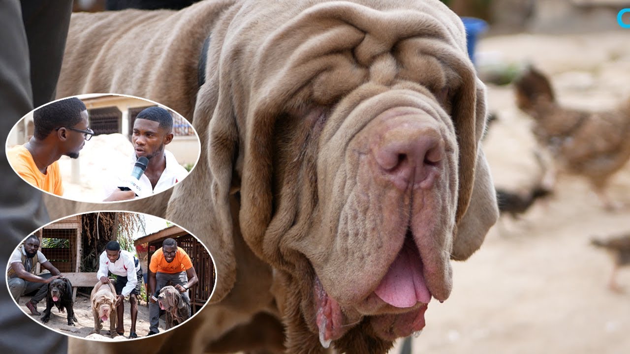 BN Neapolitan Mastiff Kennel visit | Young breeder who started at age 12 shares story