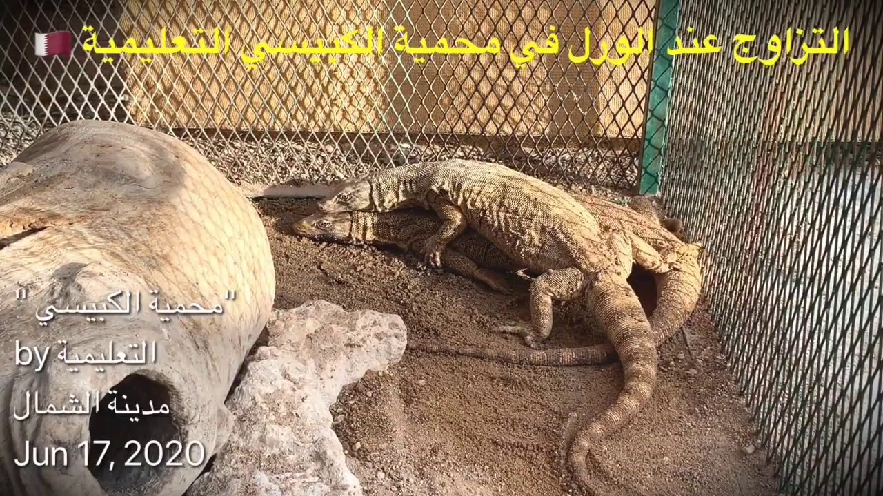 التزاوج عند الورل في محمية الكبيسي التعليمية / قطر Monitor Lizards🇶🇦