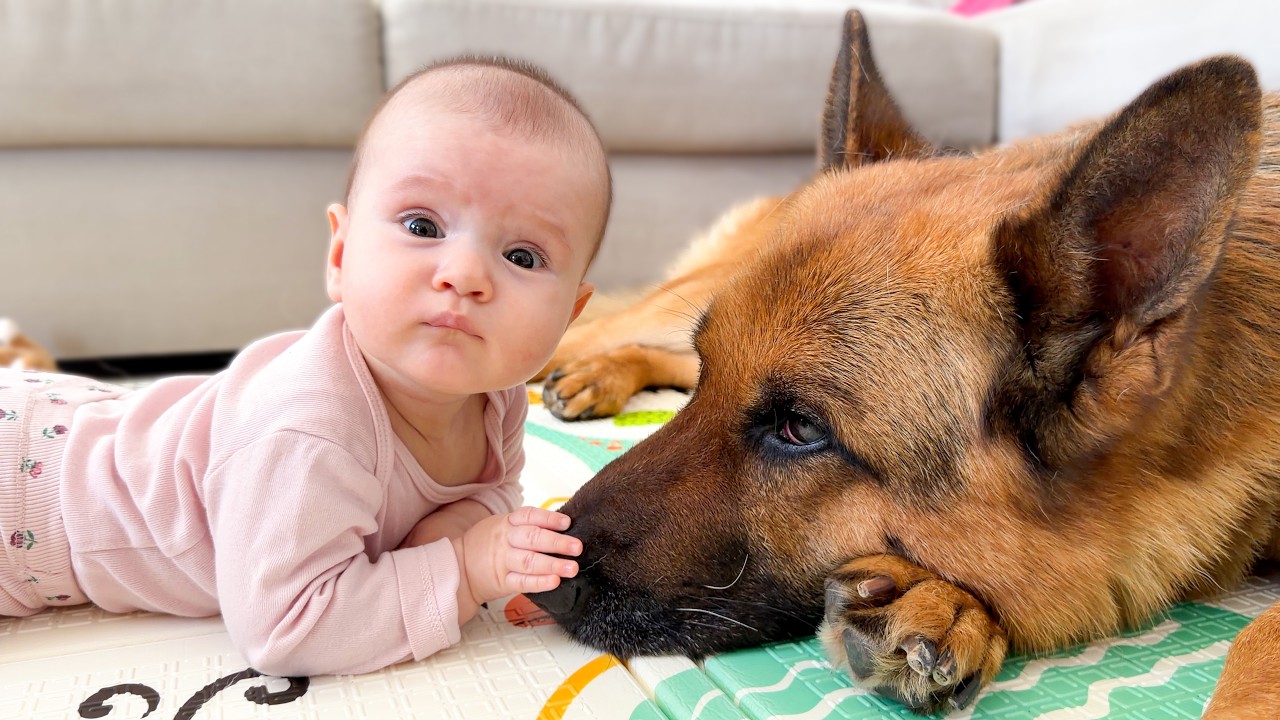 Baby Touches the German Shepherd — Priceless Reaction