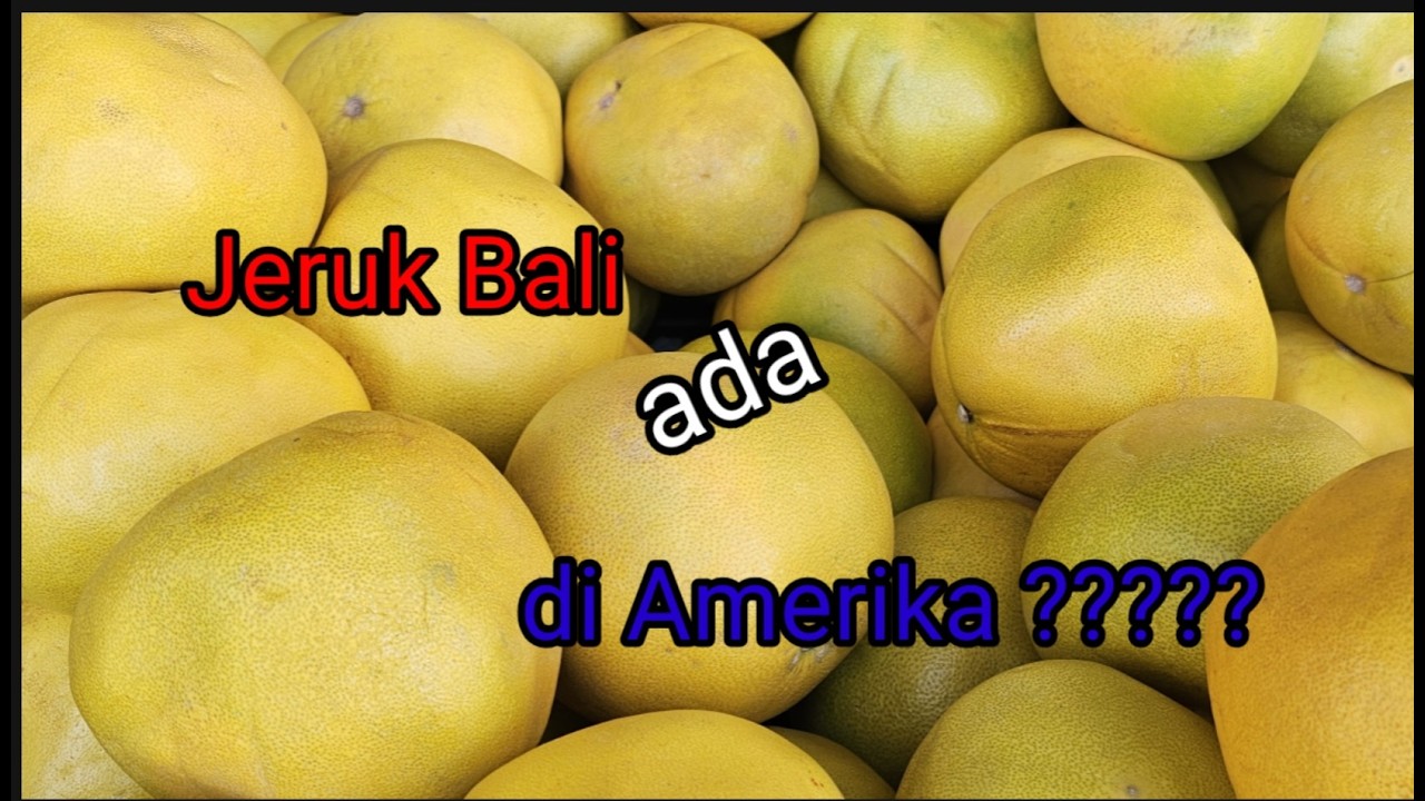 BELI JERUK BALI DI AMERIKA