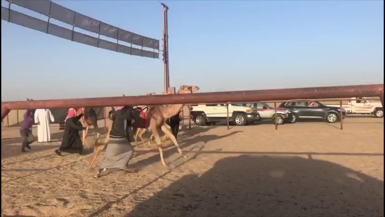 اساطير  للسيد / فالح فهد الهاجري  مبتدأه فالشوط الاول الرئيسي البكار مشتركات 🥇🥇🥇