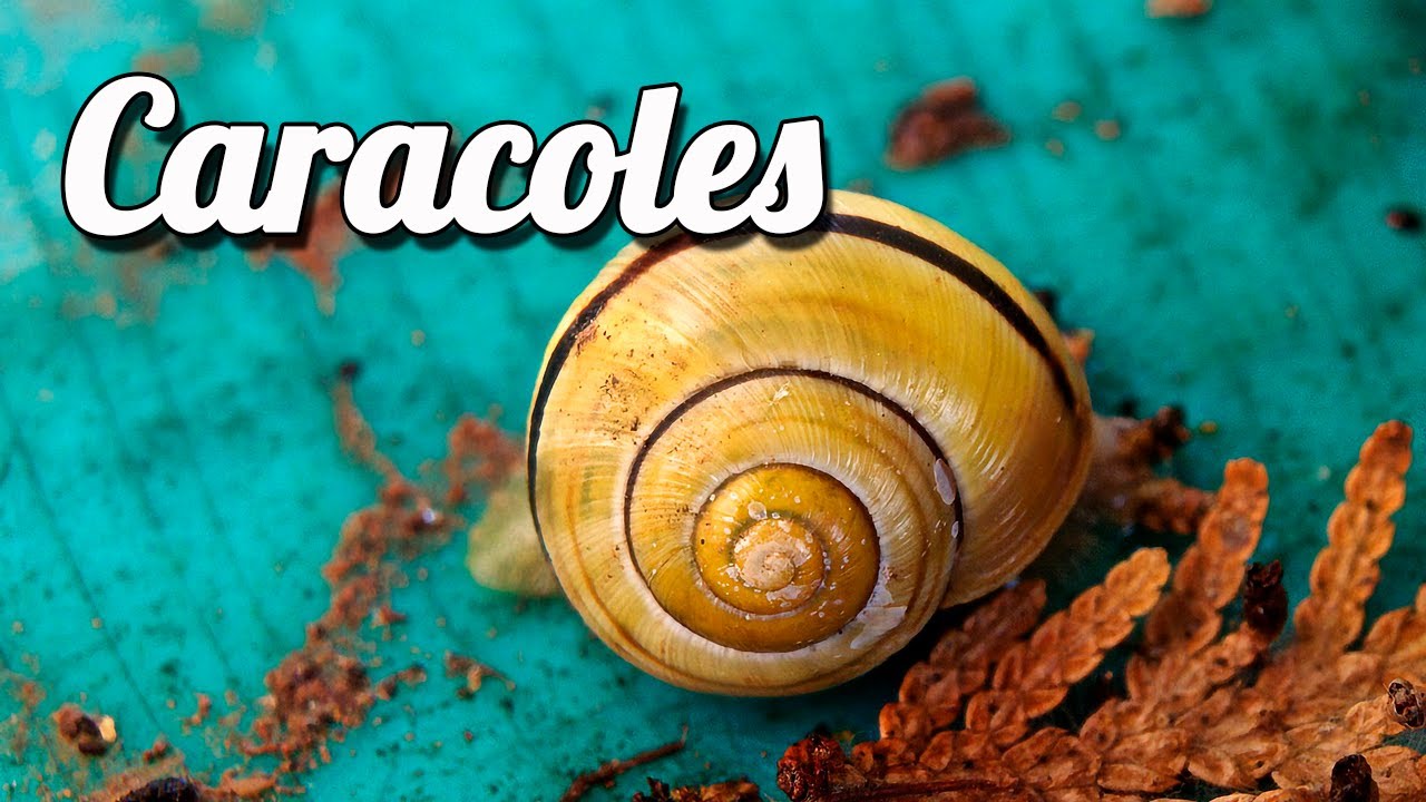 Caracoles de acuario de agua dulce: ¡Mis especies favoritas! 🐌