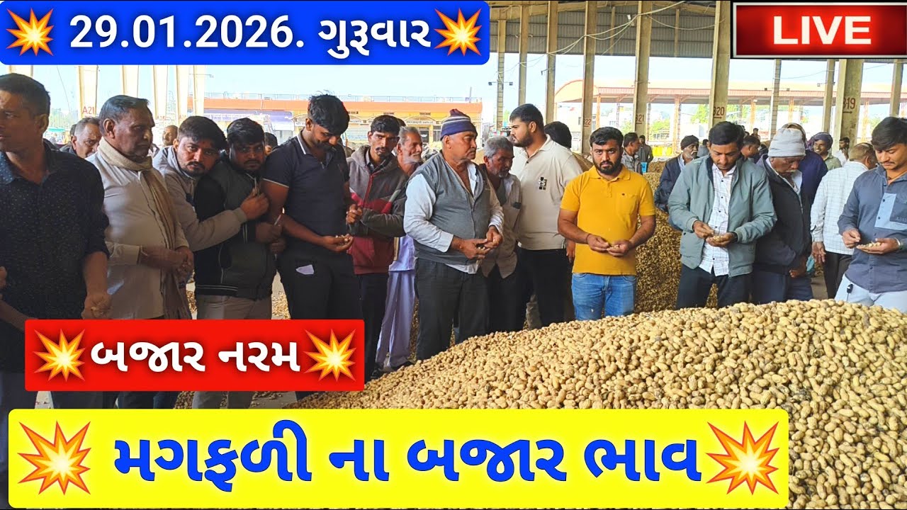 🔴live મગફળી ના બજાર ભાવ આજના જસદણ માર્કેટિંગ યાર્ડ, groundnut auction price today,January 29, 2026