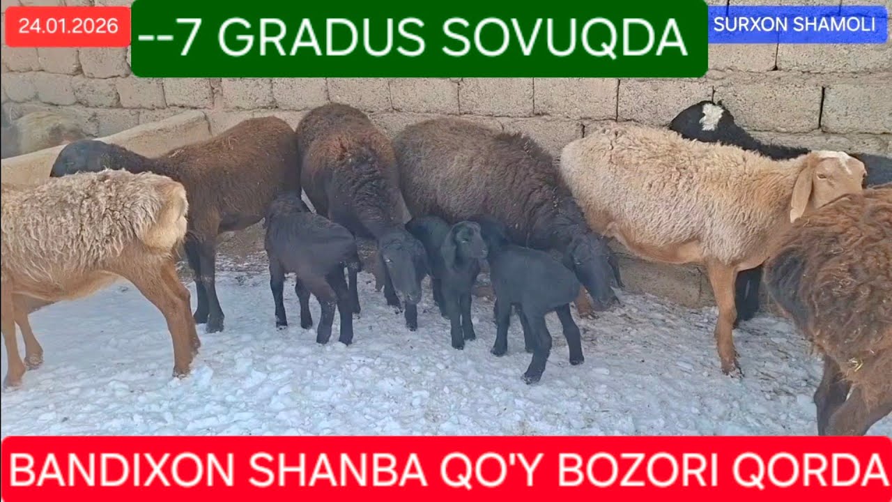 24.01.2026 QORDA BANDIXON SHANBA ILICH MOL BOZORI QO'Y QO'ZI NARXLARI 