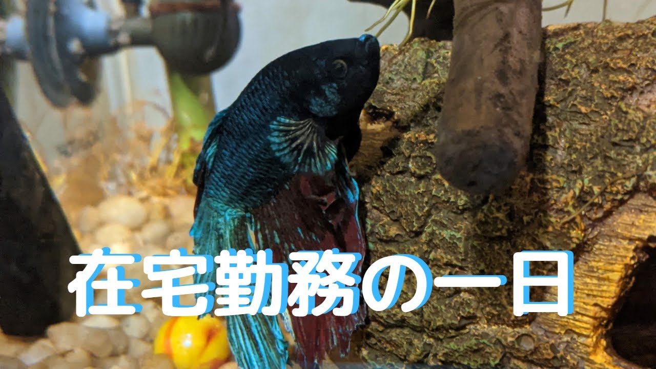 在宅勤務【気ままシニア・アメリカ日記】在宅勤務の一日、たんぽぽコーヒー、そしてベタ・フィッシュ。シニア国際結婚。
