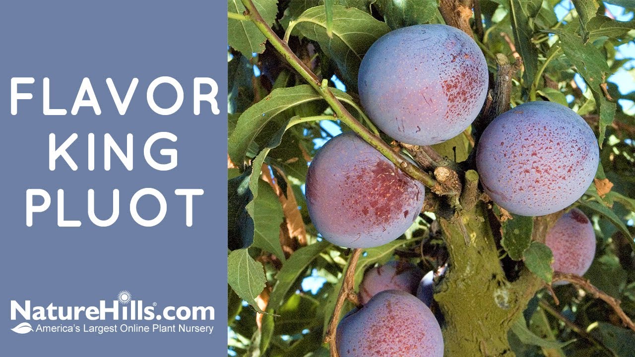 Flavor King Pluot | NatureHills.com