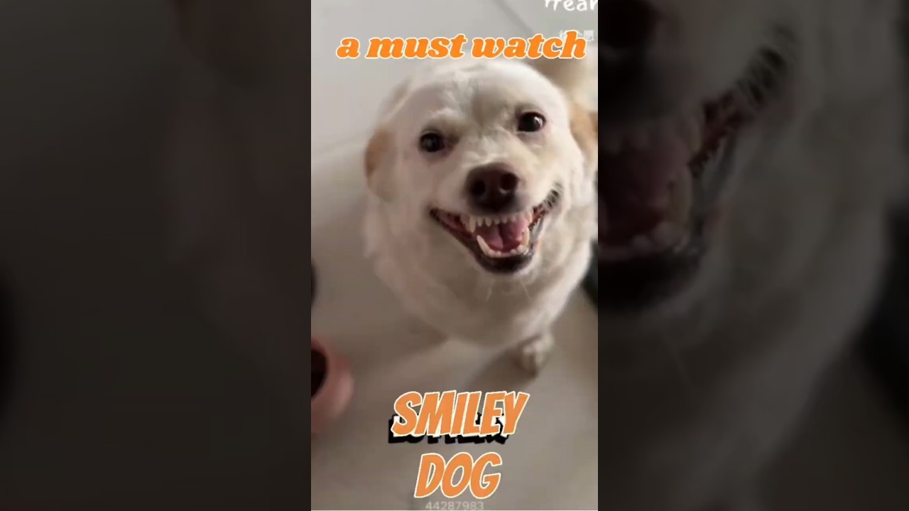 The Happiest Pup #shorts #dog #funny #youtubeshorts