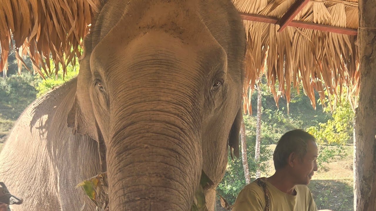 Chiang Maï Elephants sanctuary Thailand 