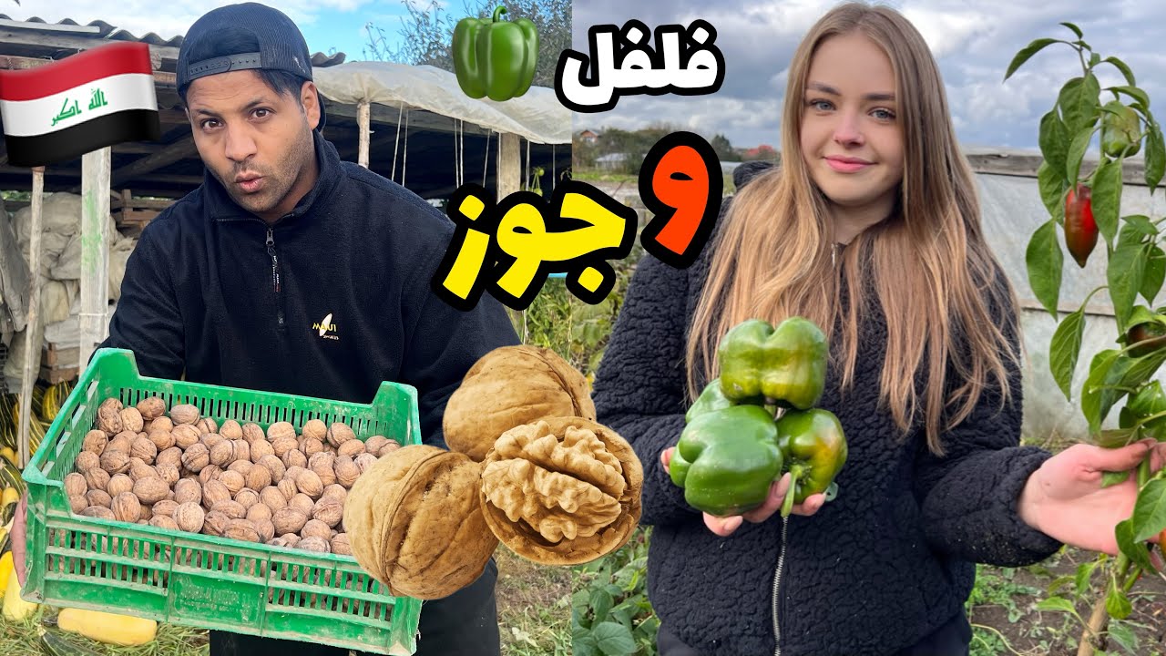 حصدنا الجوز و الفلفل من مزرعة الجد والجدة _رجعنا اني وايرا 😅_ الريف الاوكراني 🇺🇦🇮🇶| مصطفى ستار