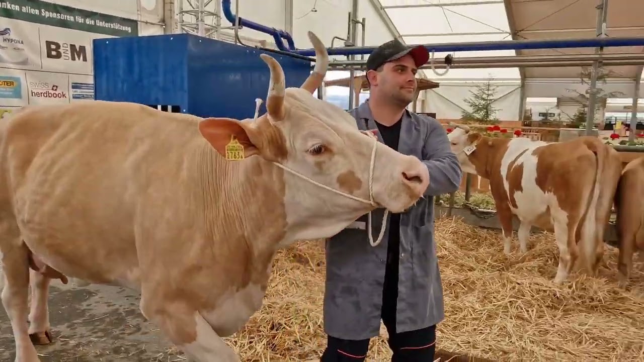 Auffuhr der Kühe an die Dauerausstellung der BEA 2023