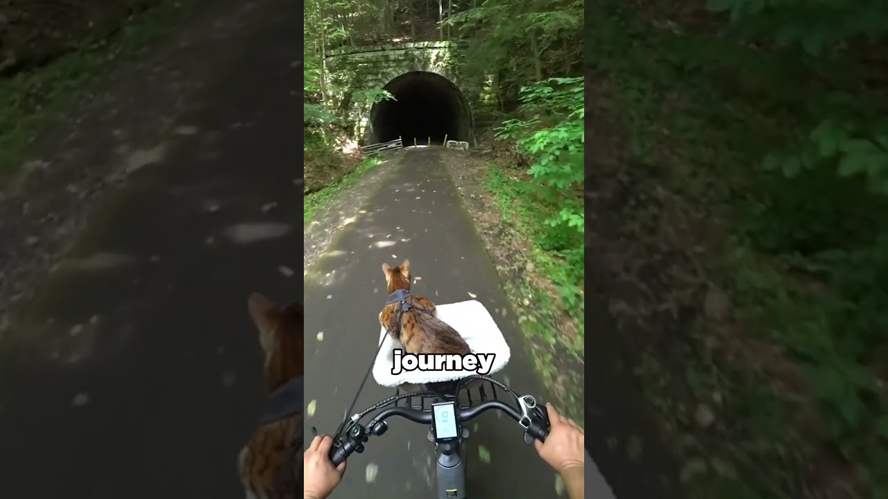 The Fearless Cat Who Owns the Streets