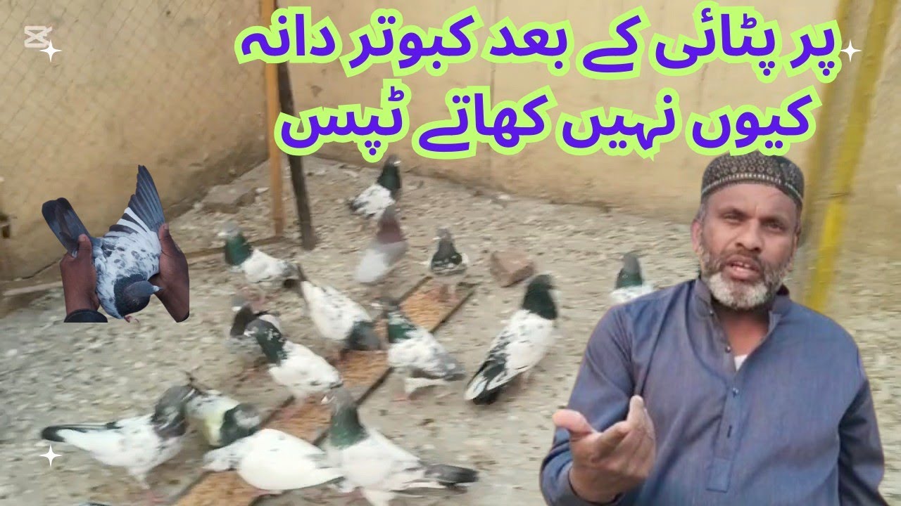 پٹائی کے بعد کبوتر دانہ کھانا کیوں چھوڑ دیتے ہیں 
