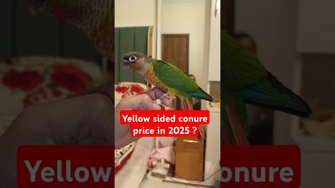 Green chick yellow sided conure price in 2025 ❓ Conure price in 2025 #yellowsidedconure  #shorts