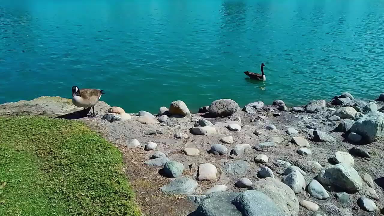 Woodbridge Lake Irvine, California, My Favorite Healing Walk
