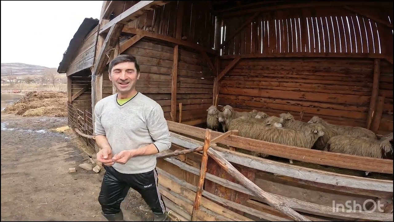 OILE BALE ȘI VACILE LUI LUCA OVIDIU .DE PE VALEA SIEULUI.SINTIOANA.B-N.OAMENI GOSPODARI