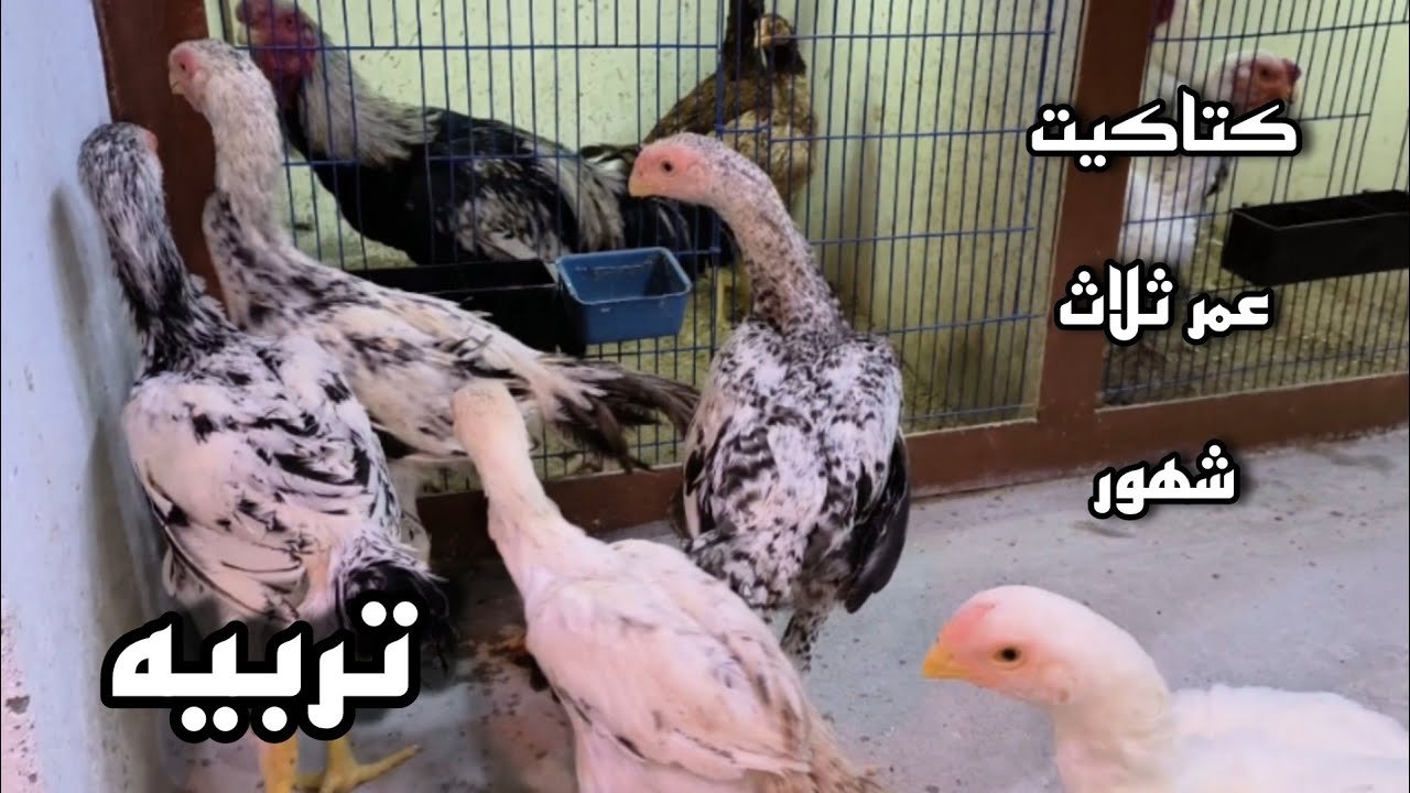 متع نظرك: بنوادر الفراخ الحجازي (الفارسي) الاصلي عمر تلات شهور💪💯🦅
