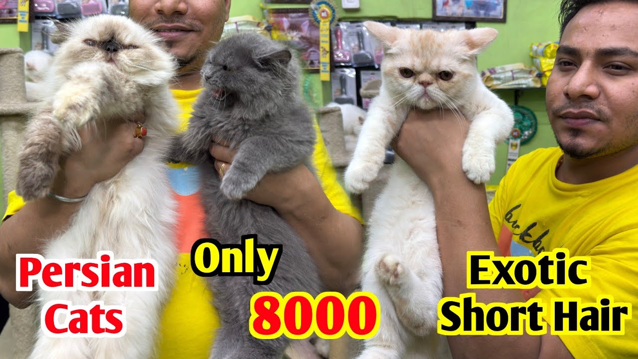 Exotic Short Hair & Persian Cat Price Kolkata. Cat Market in Kolkata. Kolkata Cat Market.