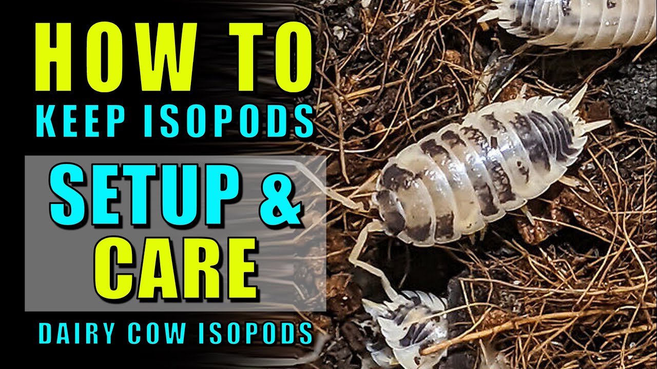 How to keep isopods, Setup & care  for Porcellio laevis - Dairy Cow Isopods