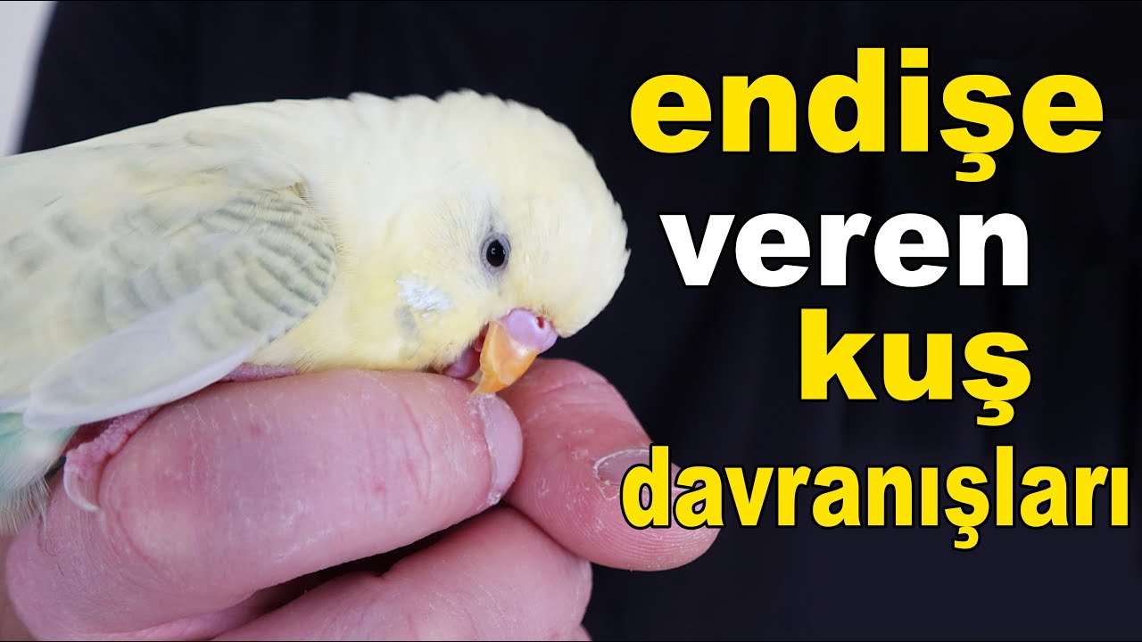 Muhabbet Kuşu Sahibini Endişelendiren Kuş Davranışları