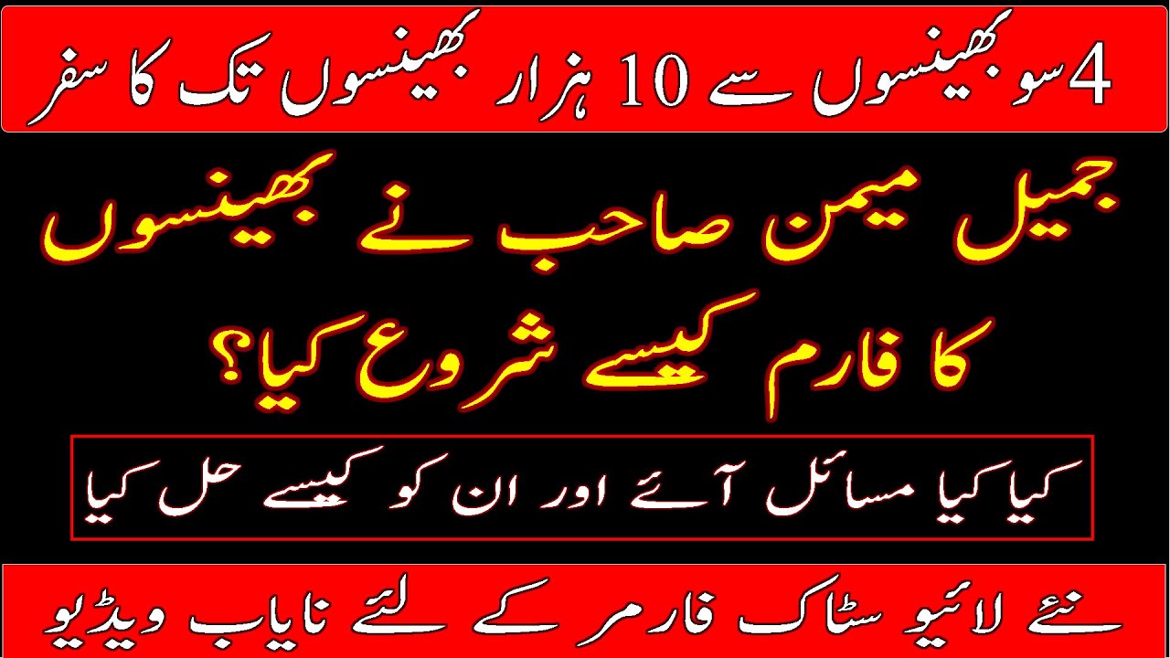 Jamil Memon failures & success in bufallo farming|How to start a livestock farm|Q&A session