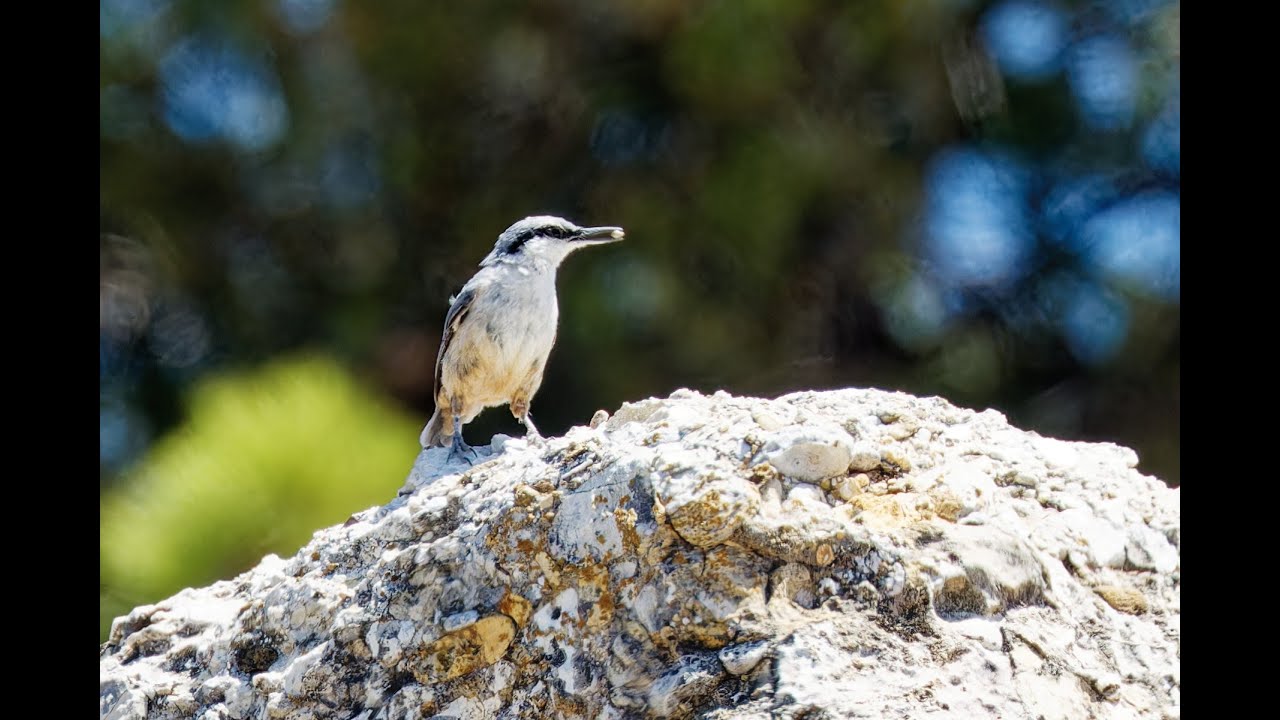 Birding in the Peloponnese, Greece, 2-7/8/23