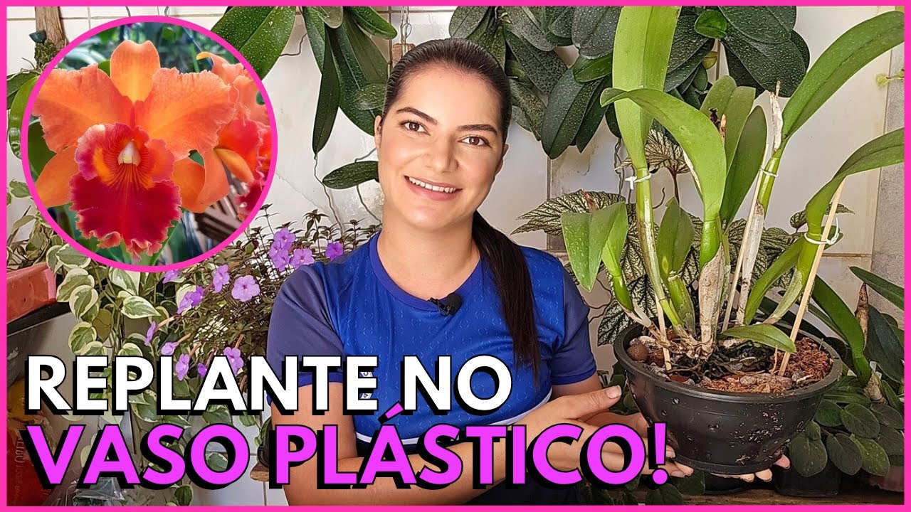 PLANTE ASSIM A SUA ORQUÍDEA CATTLEYA EM VASO DE PLÁSTICO!☝️