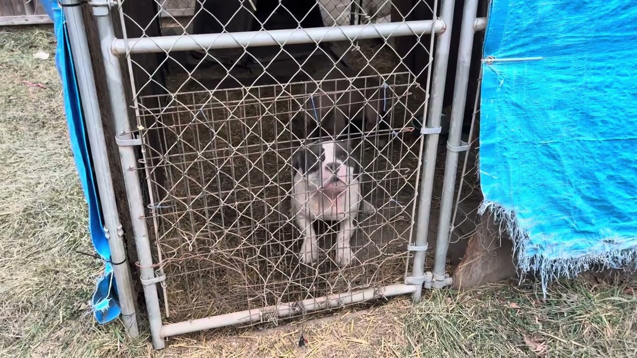 7 Days Old Puppies Fighting Threw Fading Stage #puppy #juice #americanbully #cutedog #fading 
