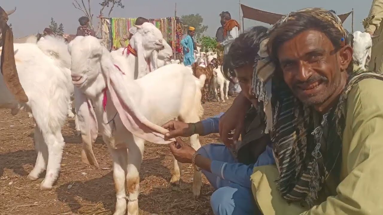 Sindhi Goats