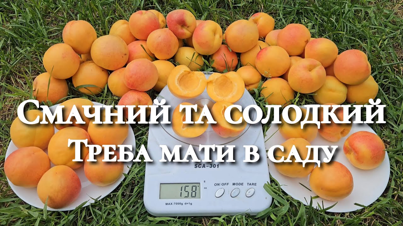 Один з моїх улюбленців. Абрикос в моєму саду. Сорт абрикосу Кримський Амур.