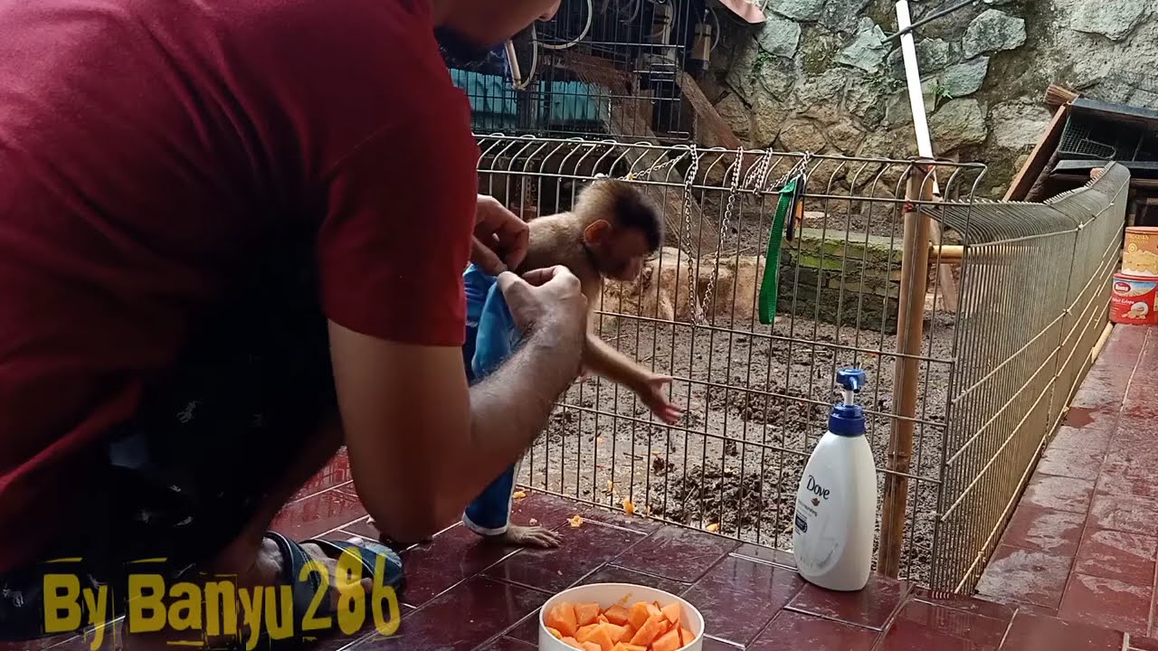 CARA PAKEIN BAJU CELANA DAN PAMPERS PADA MONYET BERUK SUMATRA SI RAMBO UMUR 5 BULAN