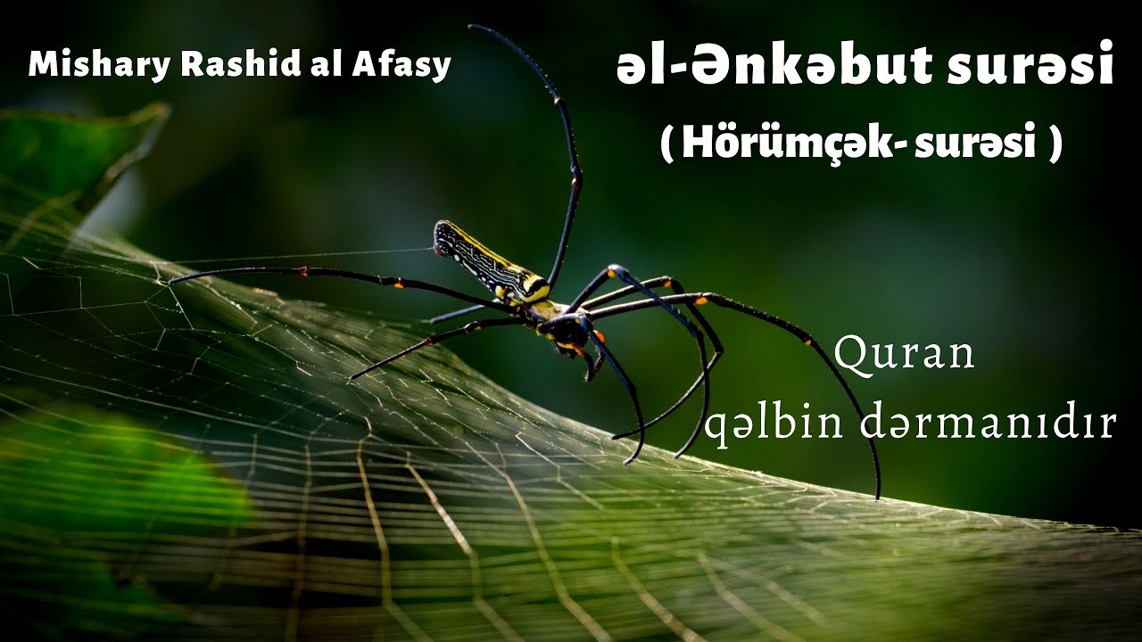 Qur'an qəlbin dərmanıdır..əl-Ənkəbut surəsi - Mishary Rashid al Afasy