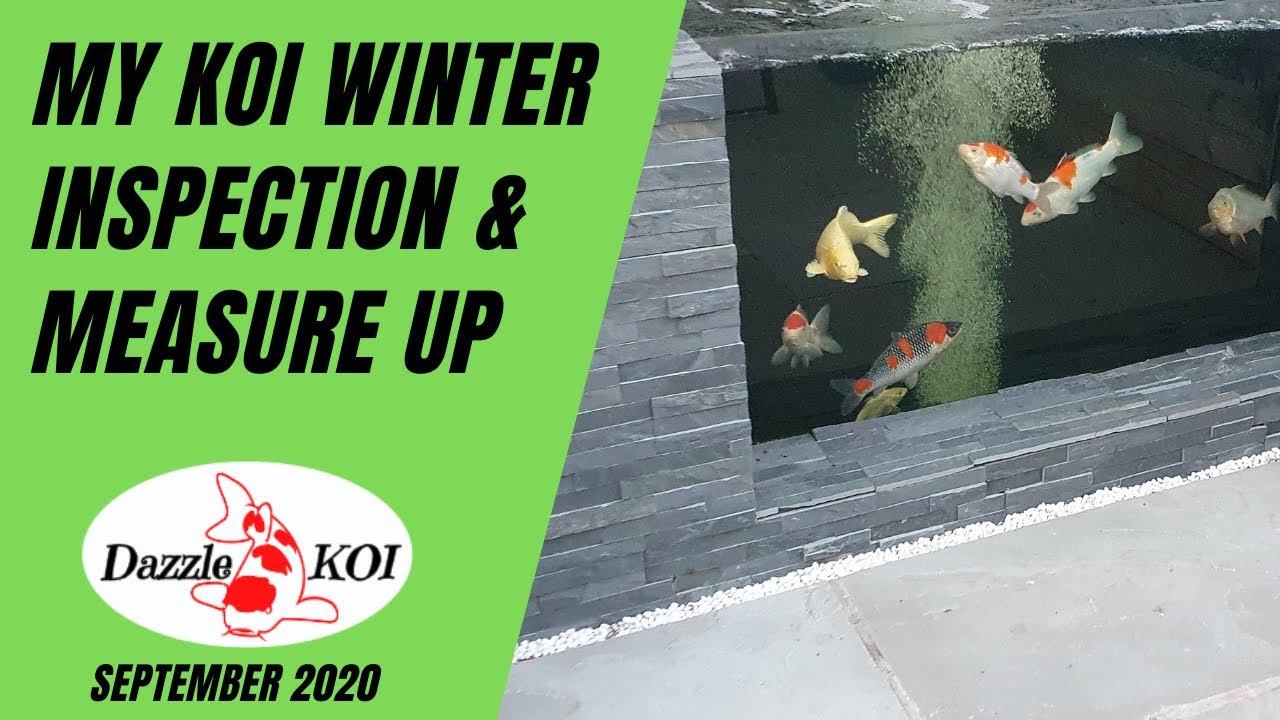 My Koi Winter 2020 Inspection & Measure up