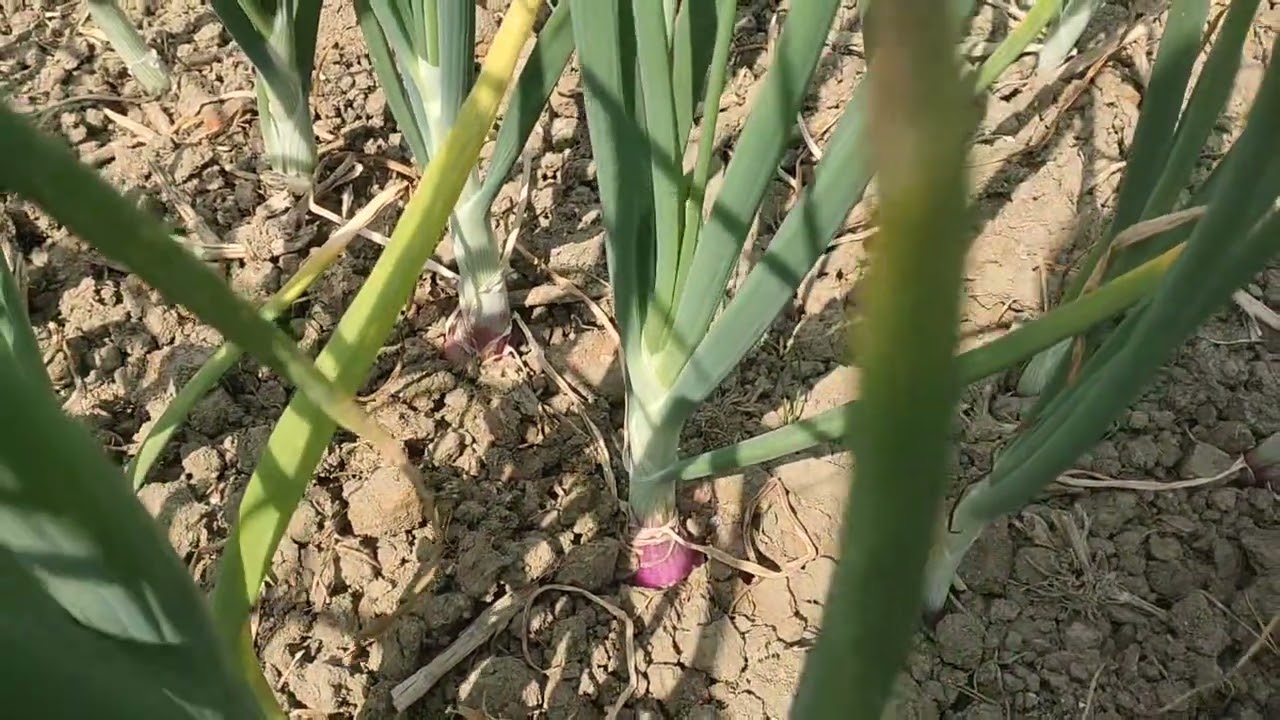 বরেন্দ্র সীড এর সম্রাট পেয়াজ ৬০ দিন বয়স 