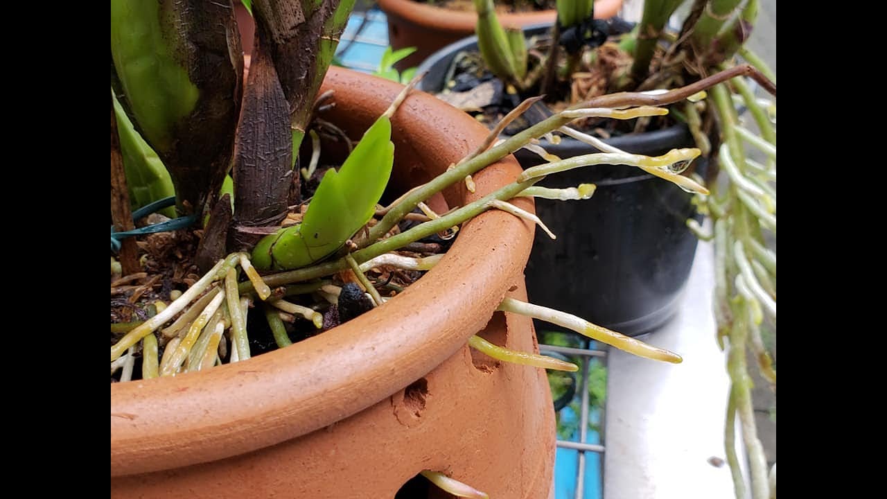 COMO FAZER MUDA DE ORQUÍDEA?