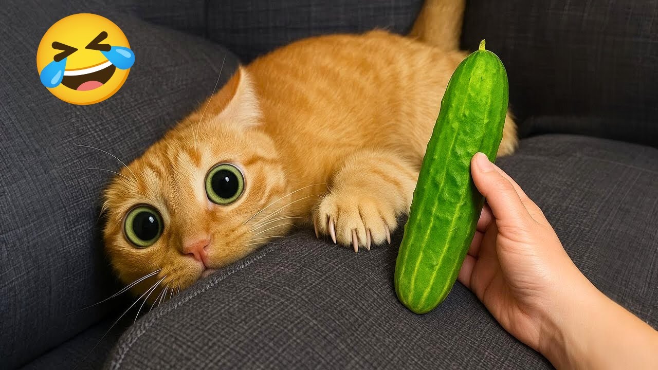 Hilarious CATS 🐱 and DOGS 🐶 Funny Animal Videos 2025 🤣 Try Not To Laugh😜 #40