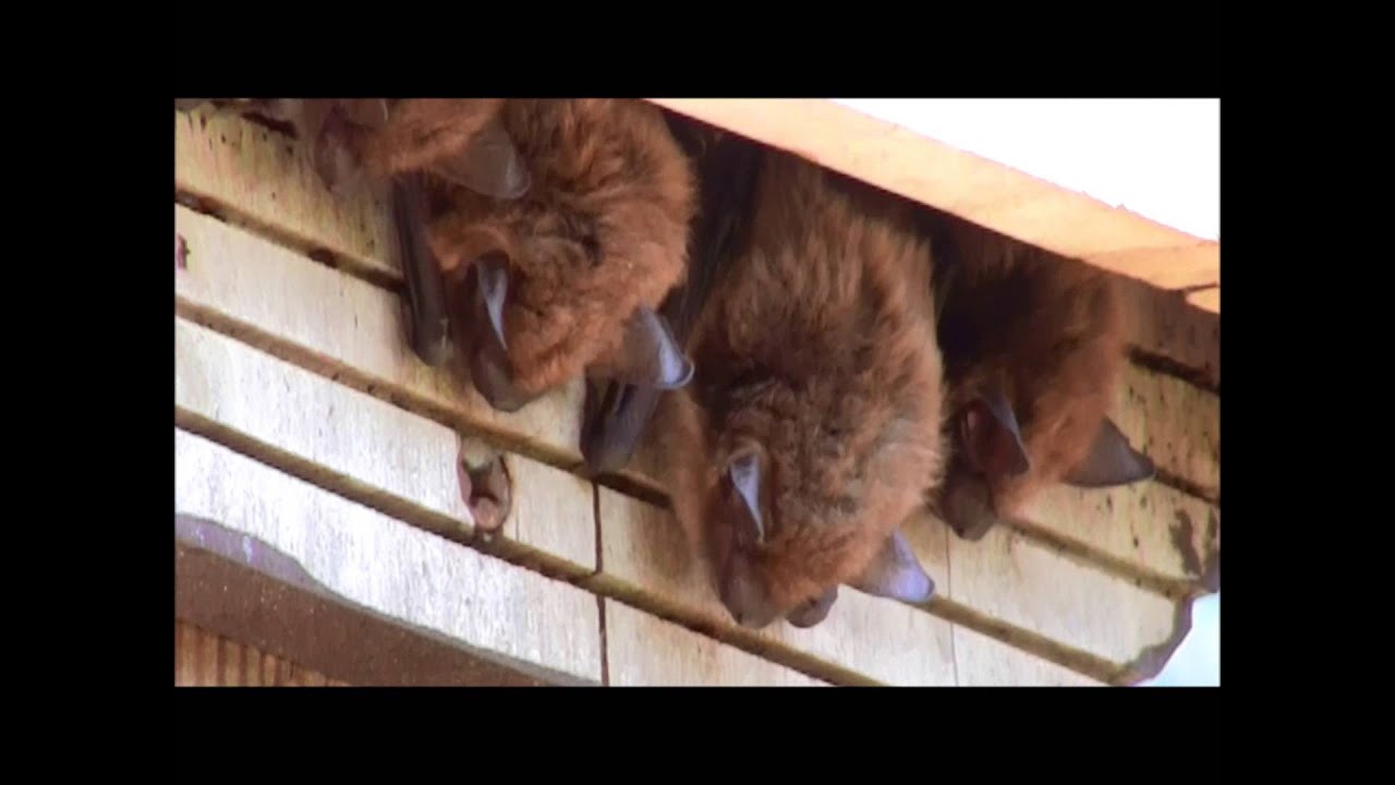 Little Brown Bats at Our House-