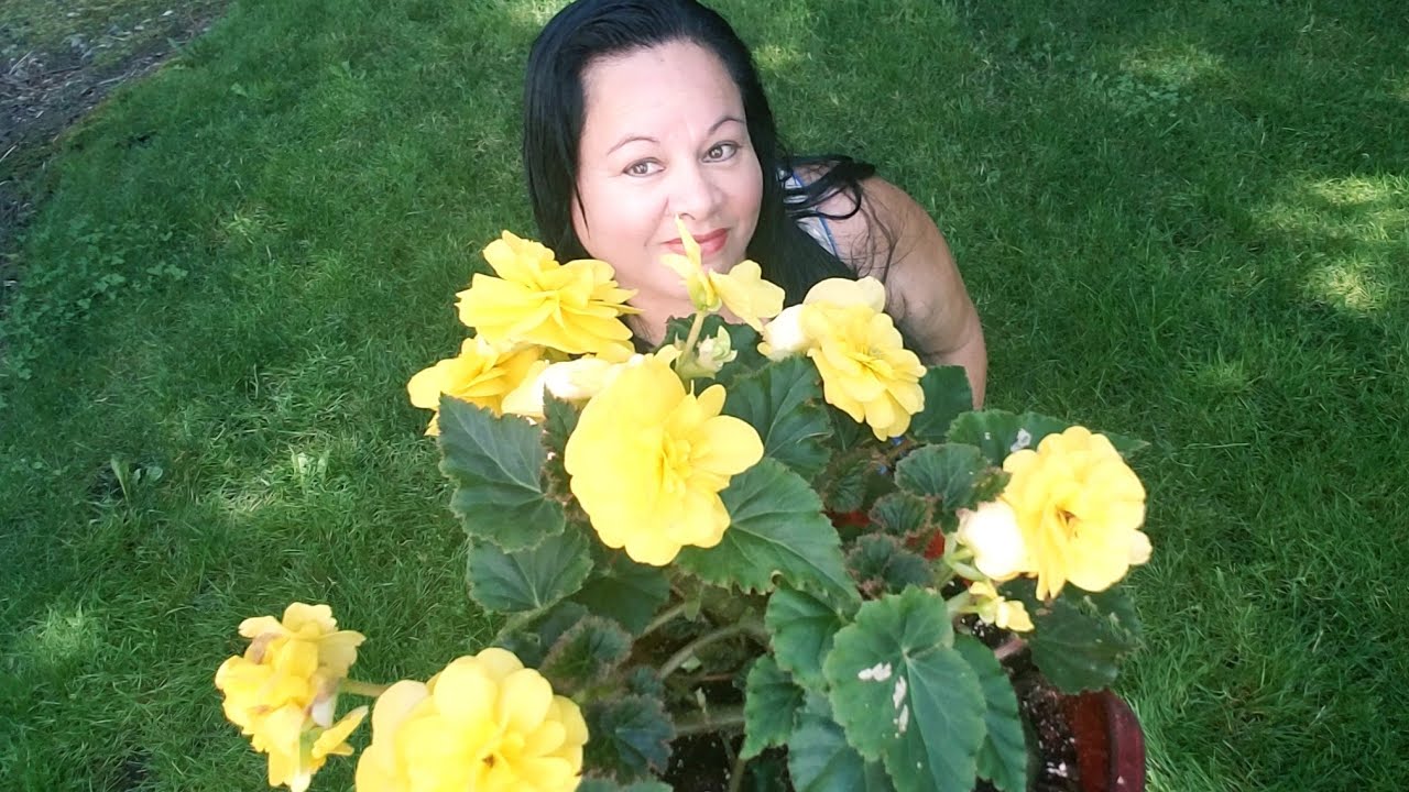 Begonias: Cuidados, trasplante y abono #Jardín ║Orquídeas en el mundo
