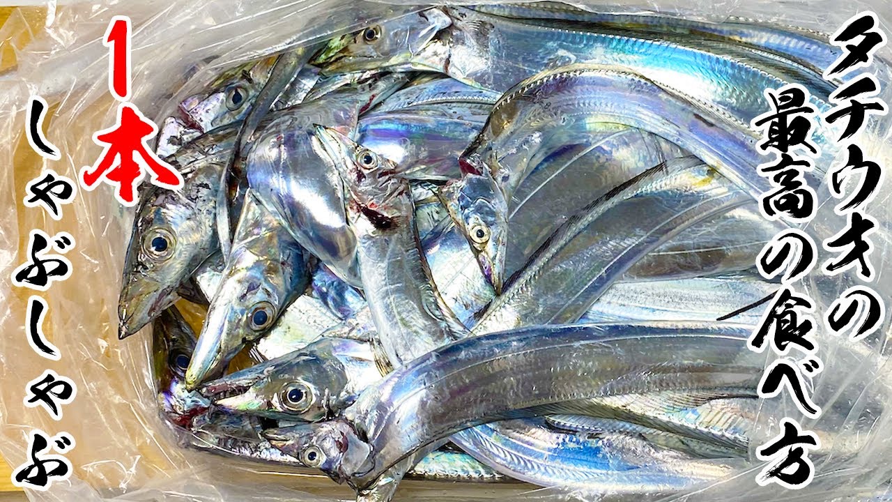 釣りよかが絶対にオススメするタチウオの一本しゃぶしゃぶ！！