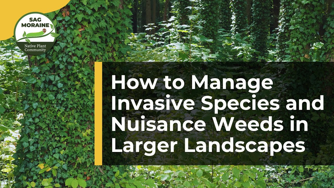 How to Manage Invasive Species and Nuisance Weeds in Larger Landscapes