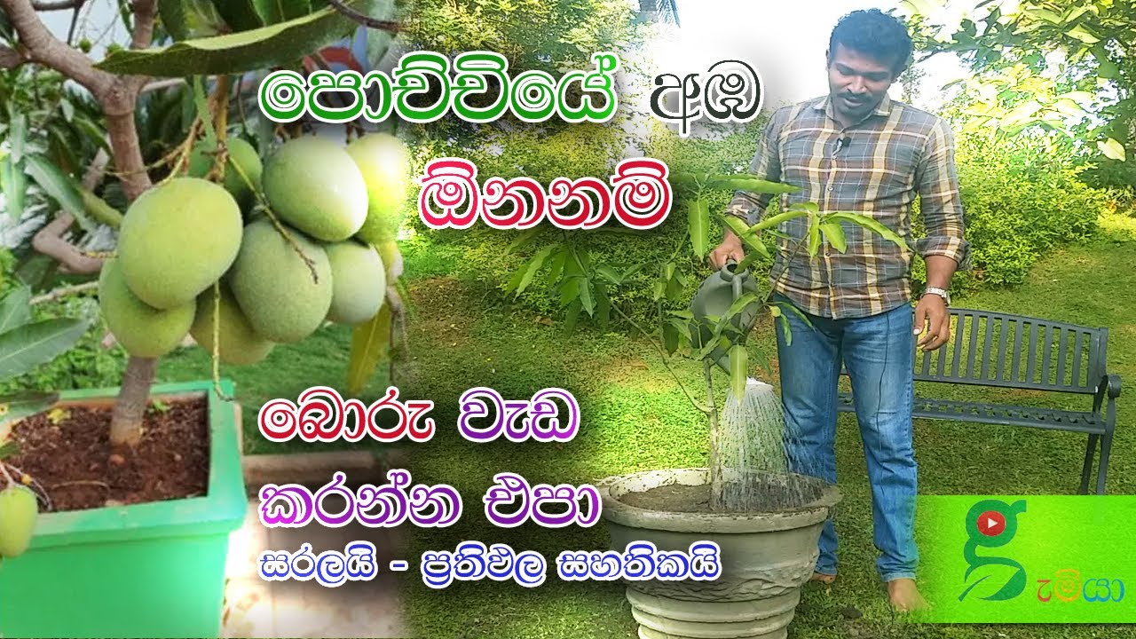 45 ෂුවර් ගෙඩි පිරෙන්න හැදෙනවා - පැනි බේරෙන අඹ පැලයක් පොච්චියක වවමු how to plant mango tree in pot